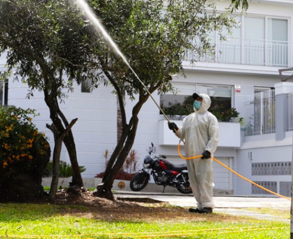 lavado y fumigacion de arboles