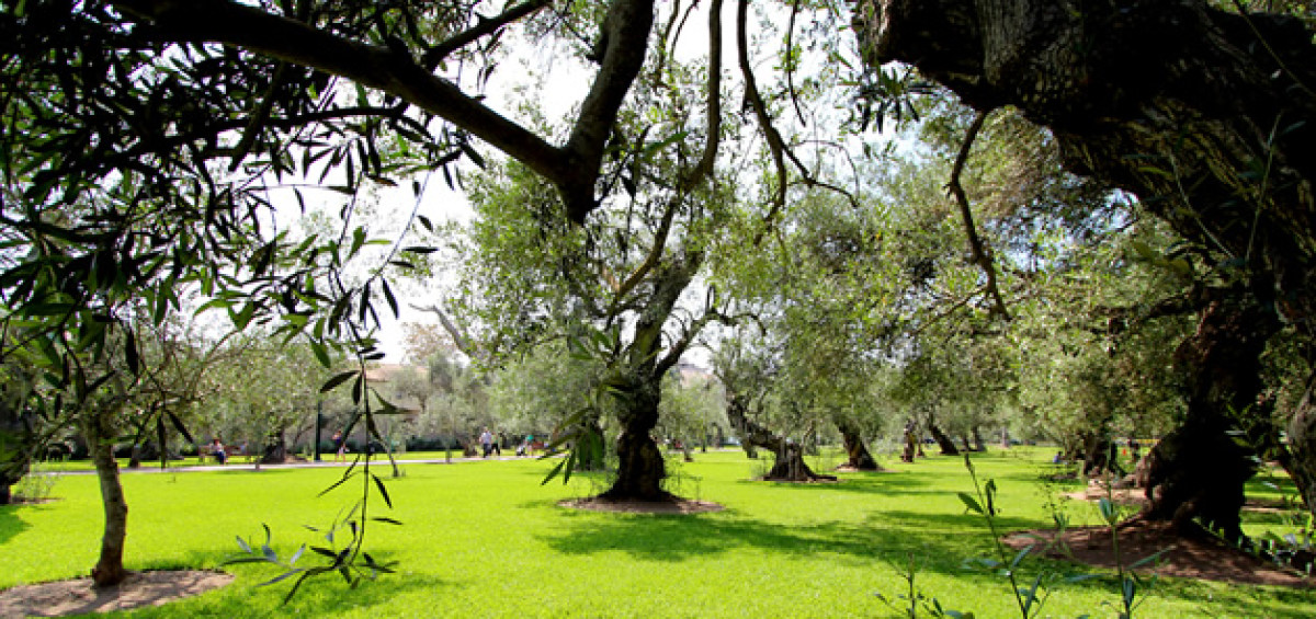 bosque-el-olivar