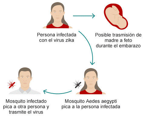 zika-ciclo
