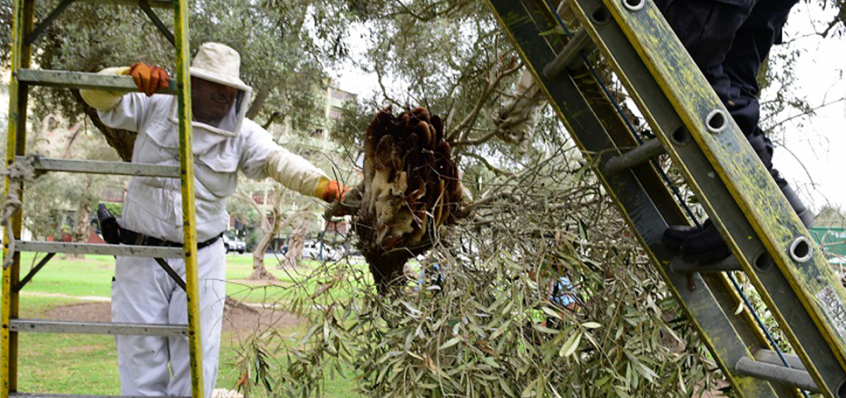 Retiramos panales de abejas de árboles del bosque El Olivar | Municipalidad  de San Isidro
