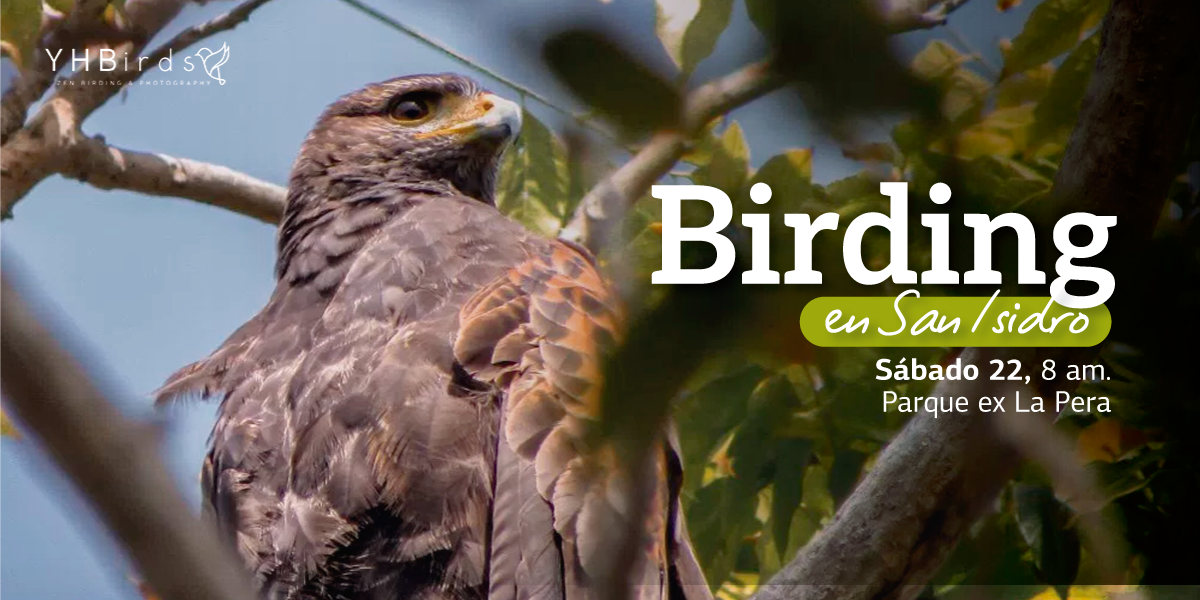 Birding en San Isidro