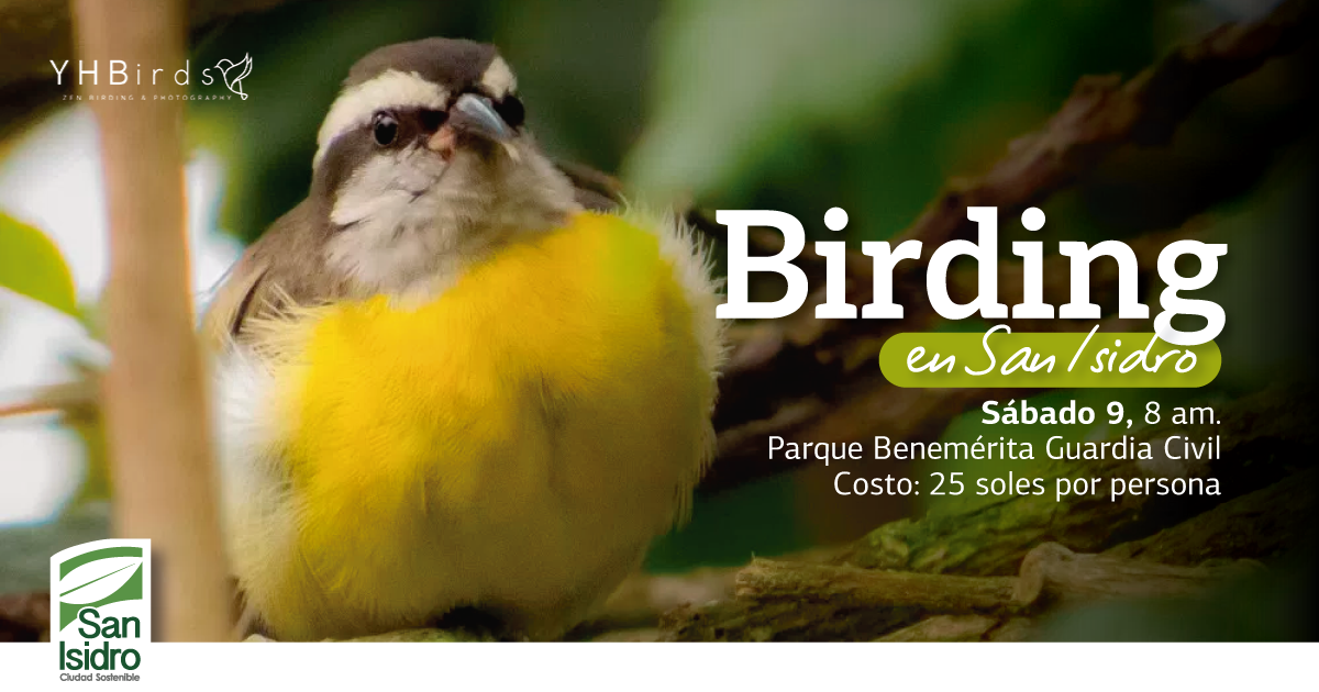 Birding en San Isidro