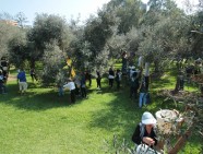 cosecha de olivos 4