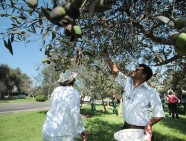 cosecha de olivos 5