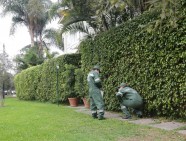Municipalidad de San Isidro realiza control de plagas en el bosque El Olivar (1)