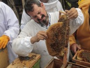 abejas apicultura septiembre 2019 (3)