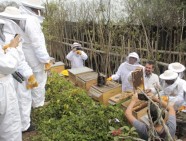 abejas apicultura septiembre 2019 (4)
