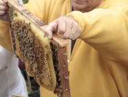 abejas apicultura septiembre 2019 (5)