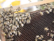 abejas apicultura septiembre 2019 (6)