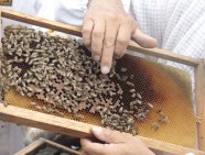 abejas apicultura septiembre 2019 (7)