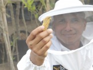 abejas apicultura septiembre 2019 (9)