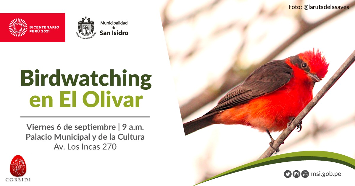 Birdwatching en El Olivar