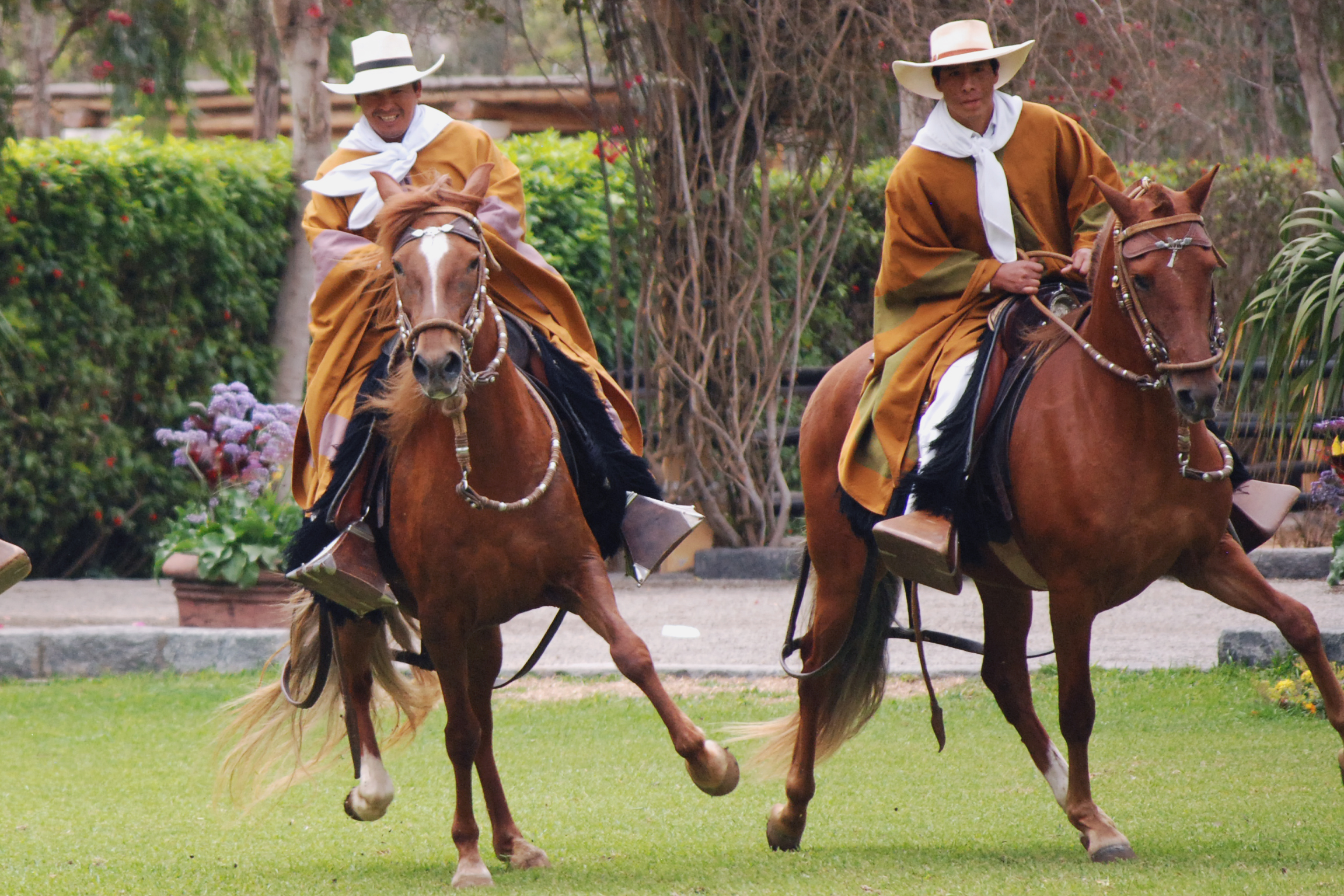 Exposición: tributo al caballo de paso peruano