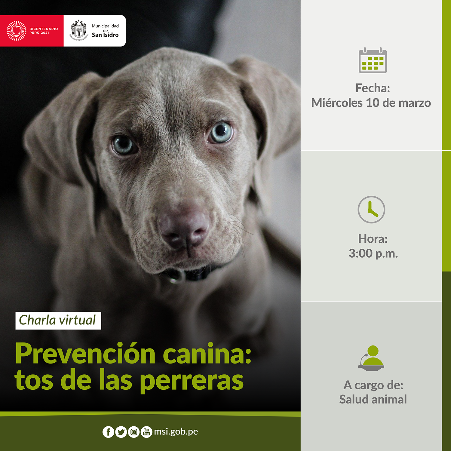 Prevención canina, tos de las perreras