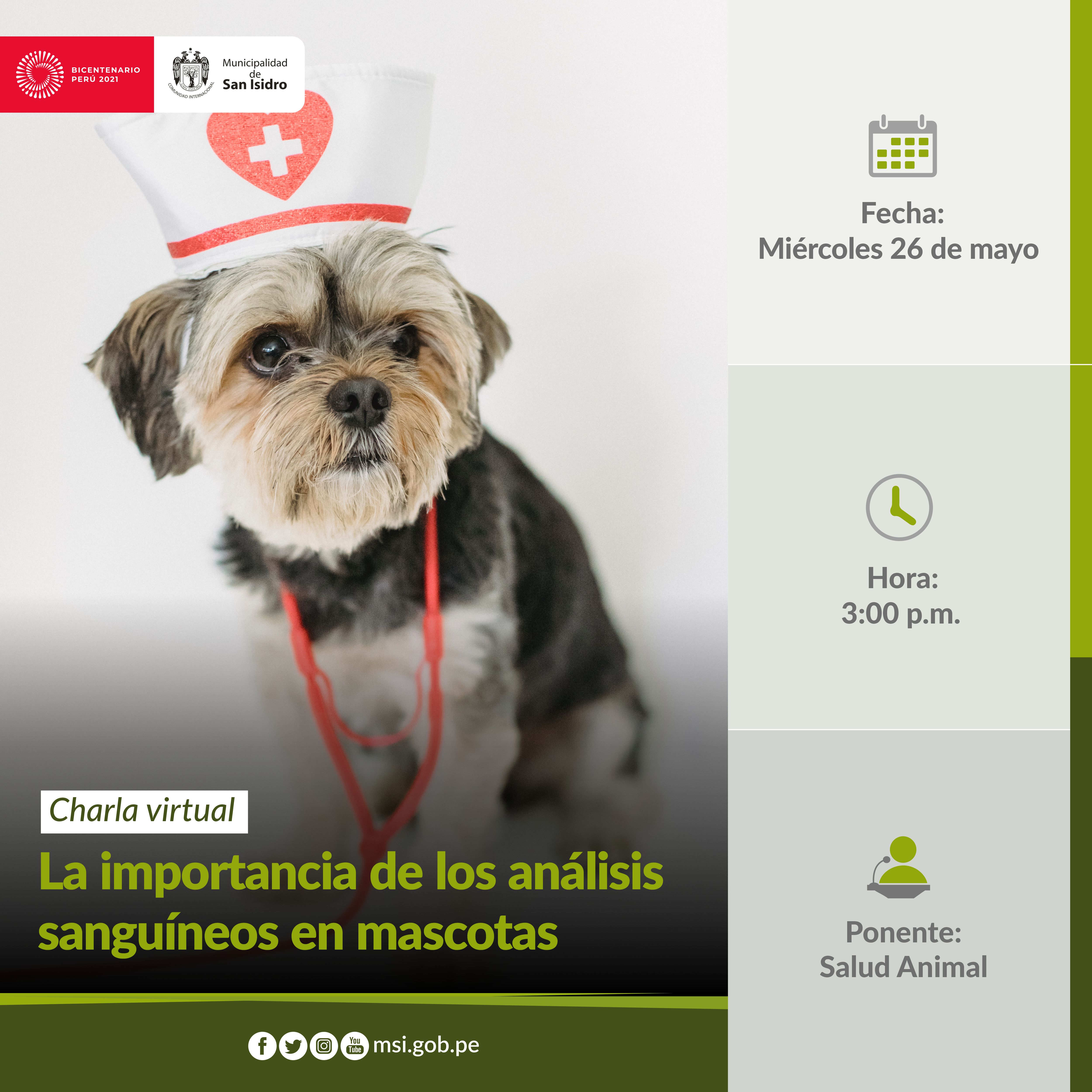 La importancia de los análisis sanguíneos en mascotas