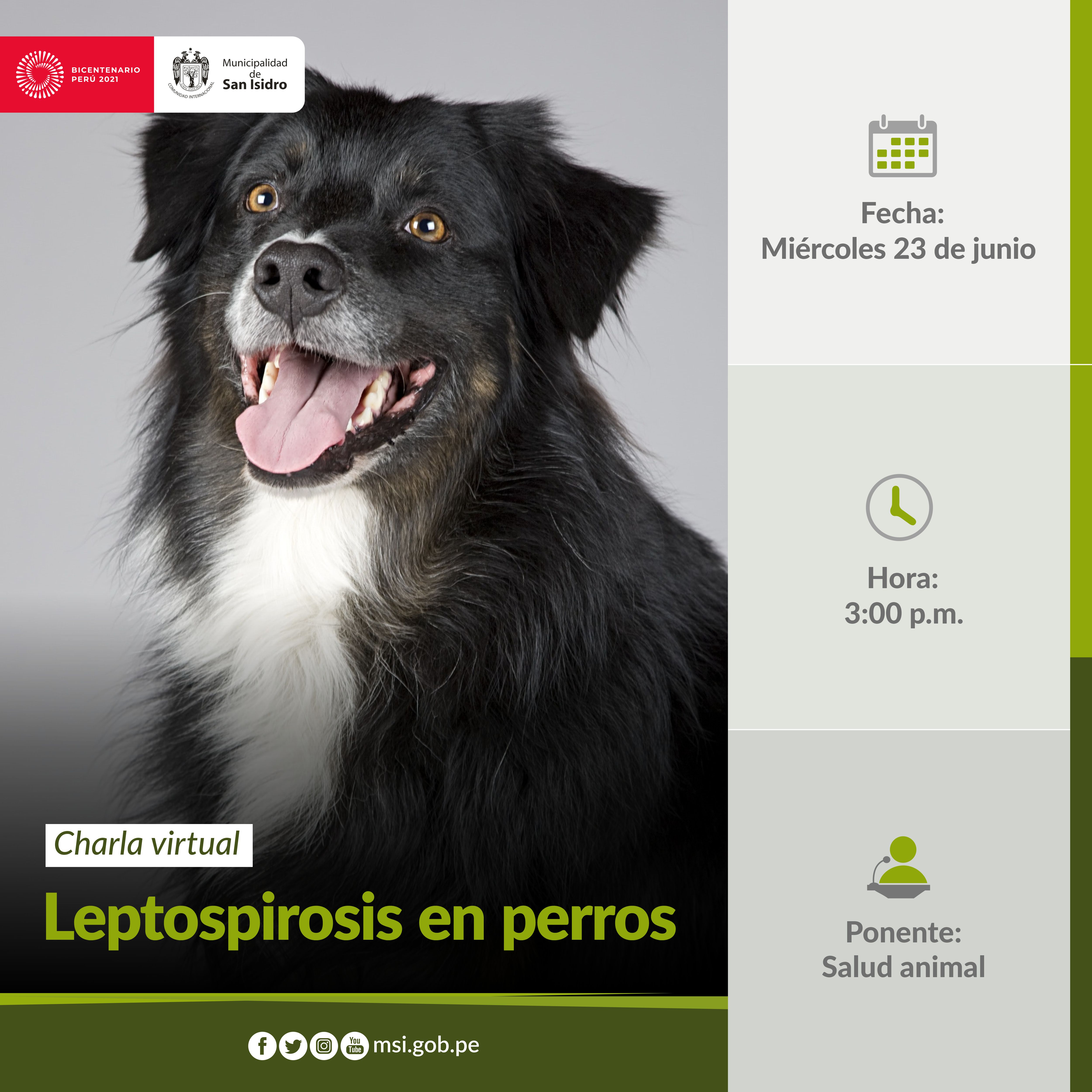 Leptospirosis en perros