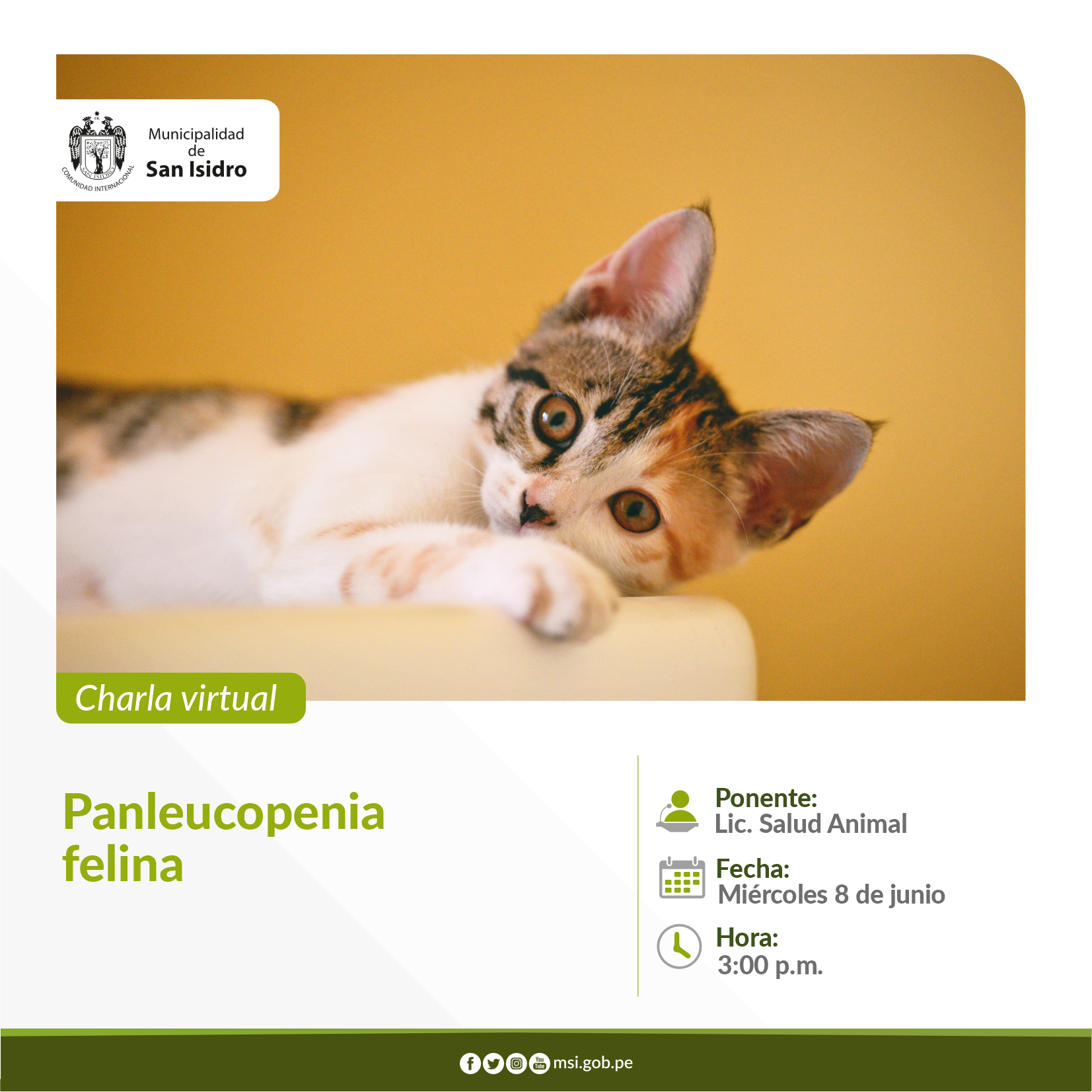 Panleucopenia  felina