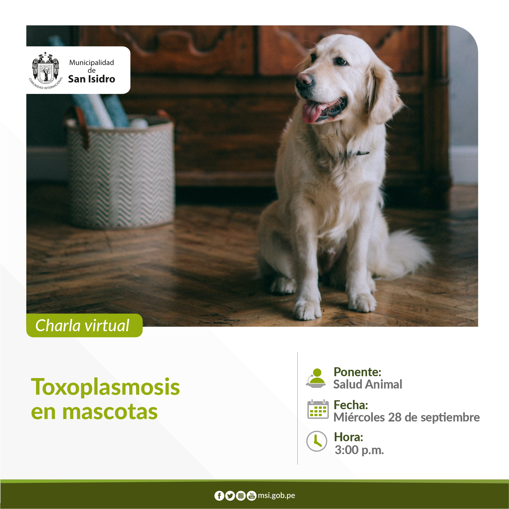 Toxoplasmosis  en mascotas